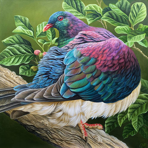 Craig Platt nz bird artist, Kereru oil painting, 75cm x 75cm